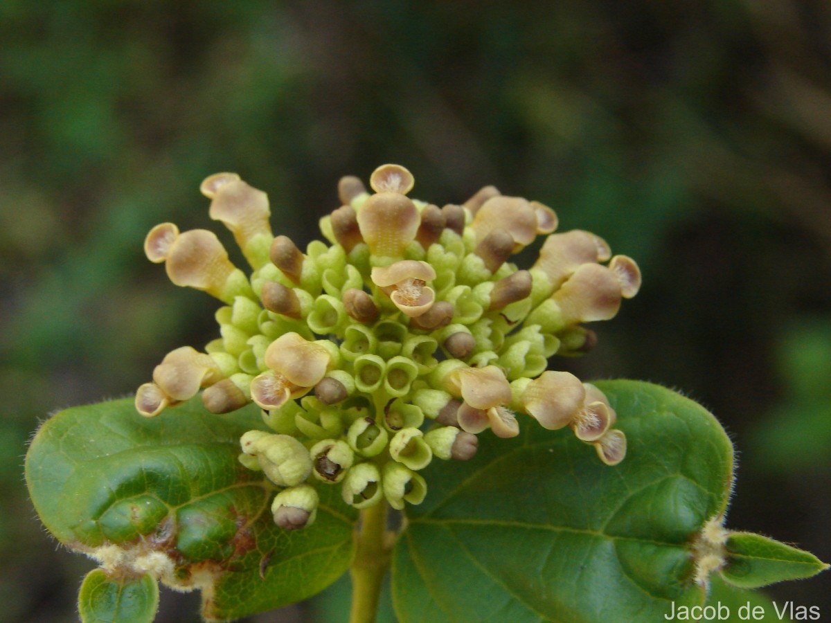 Premna corymbosa Rottler